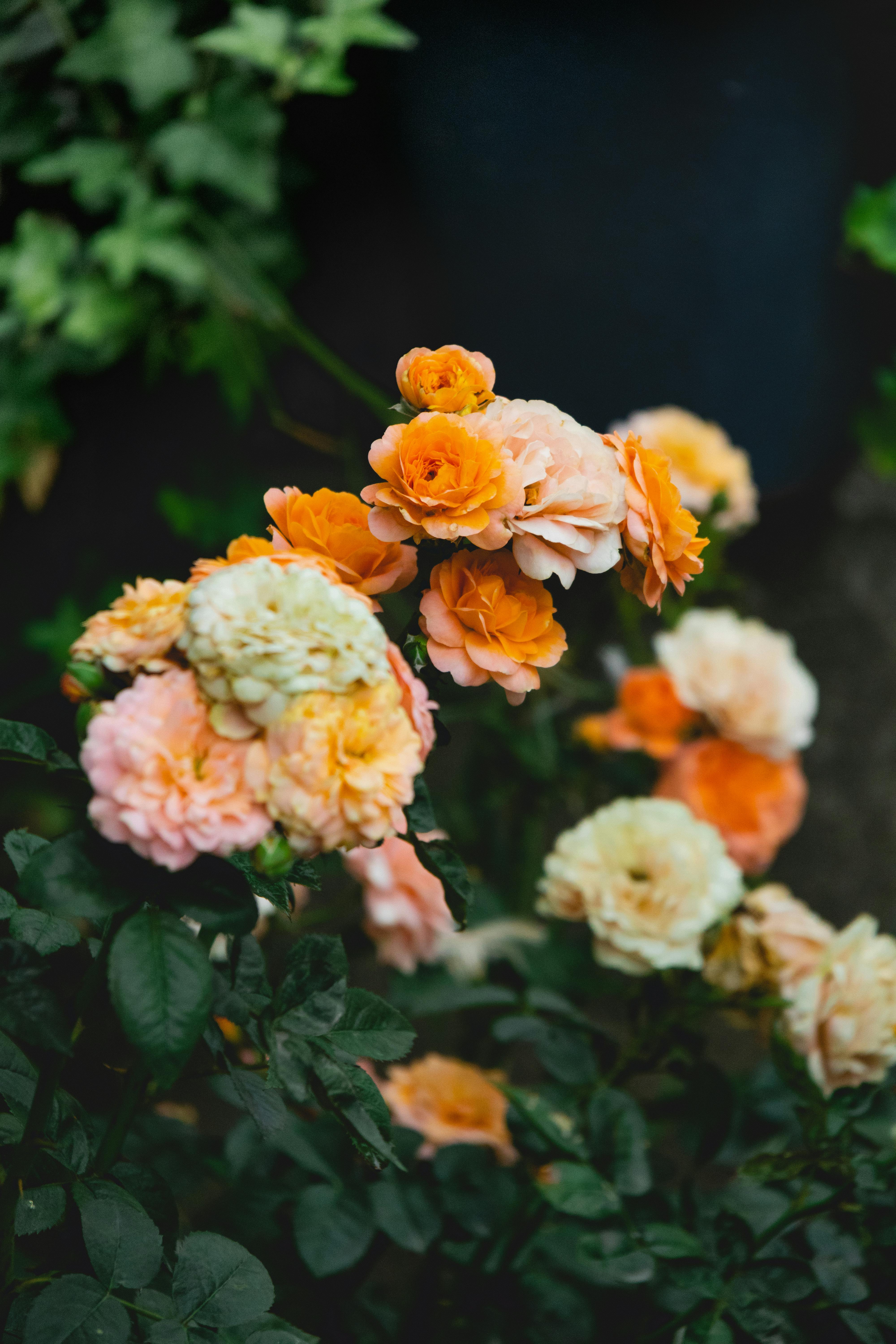 A beautiful cluster of orange and peach roses captured with vivid detail in natural sunlight.