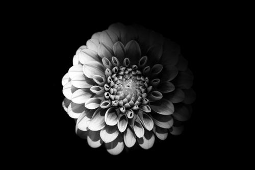 Free Dahlia in Black and White Stock Photo