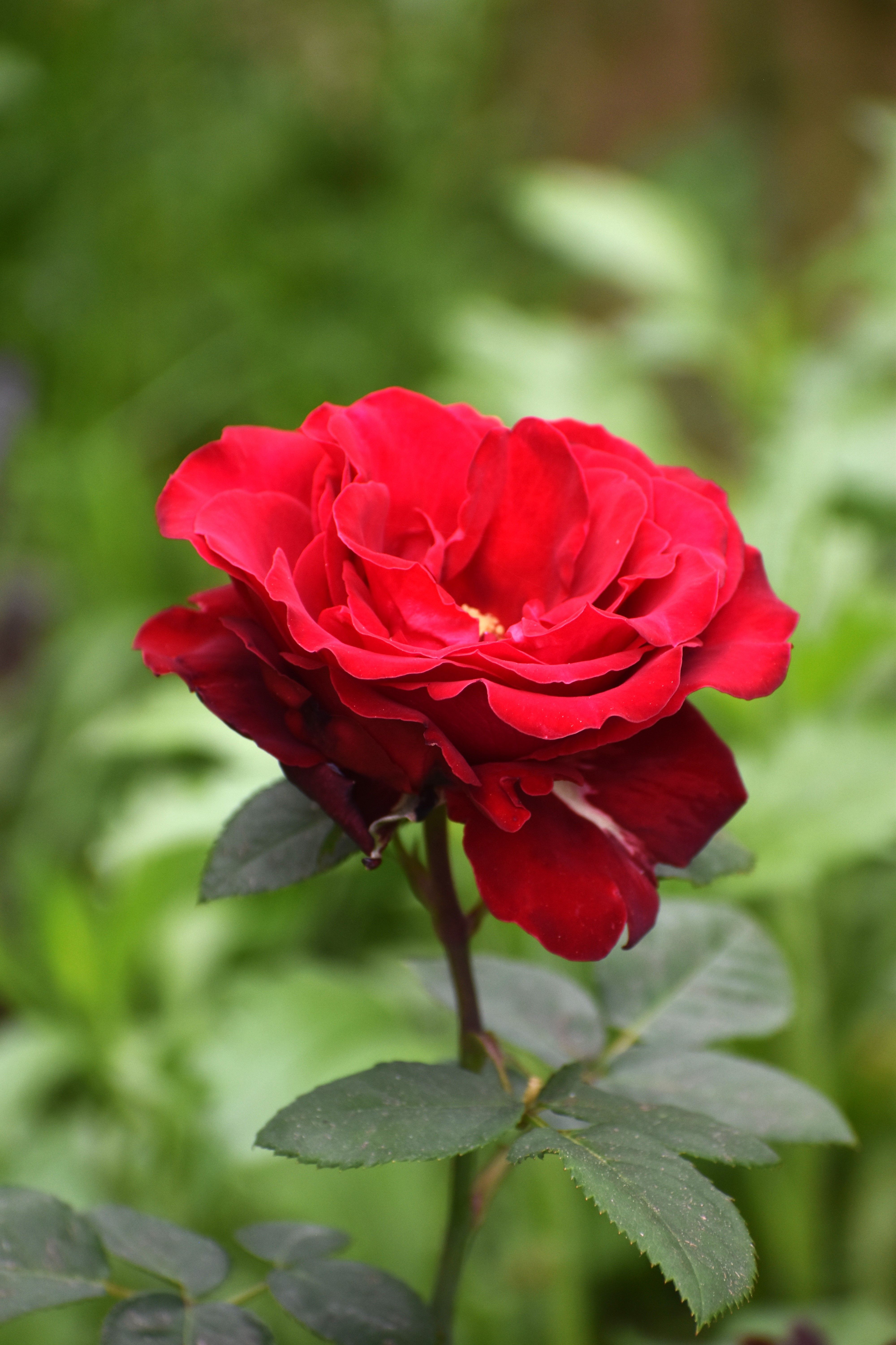 Red Rose · Free Stock Photo