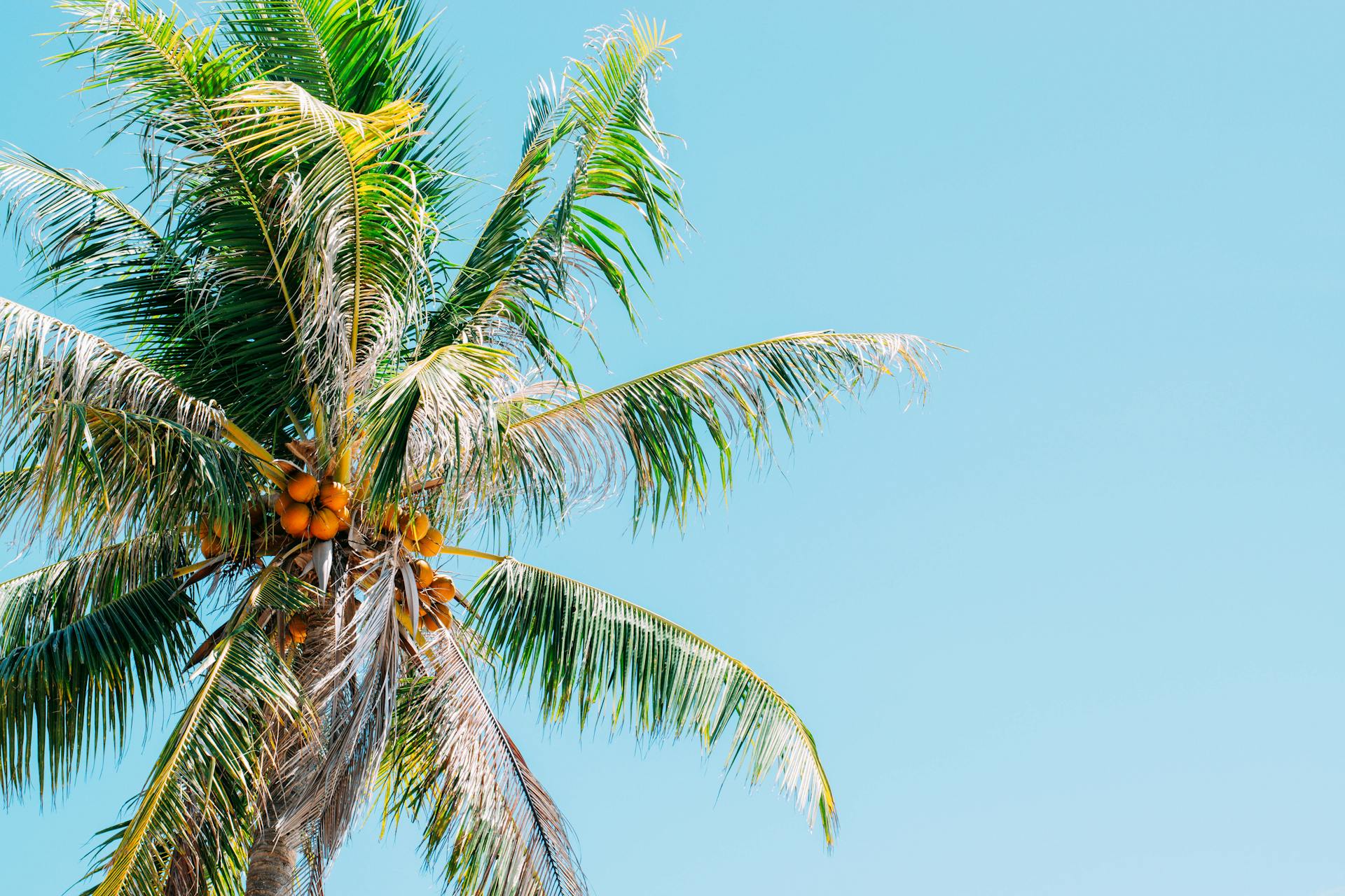 Palm Tree with Coconuts Against the Blue Sky