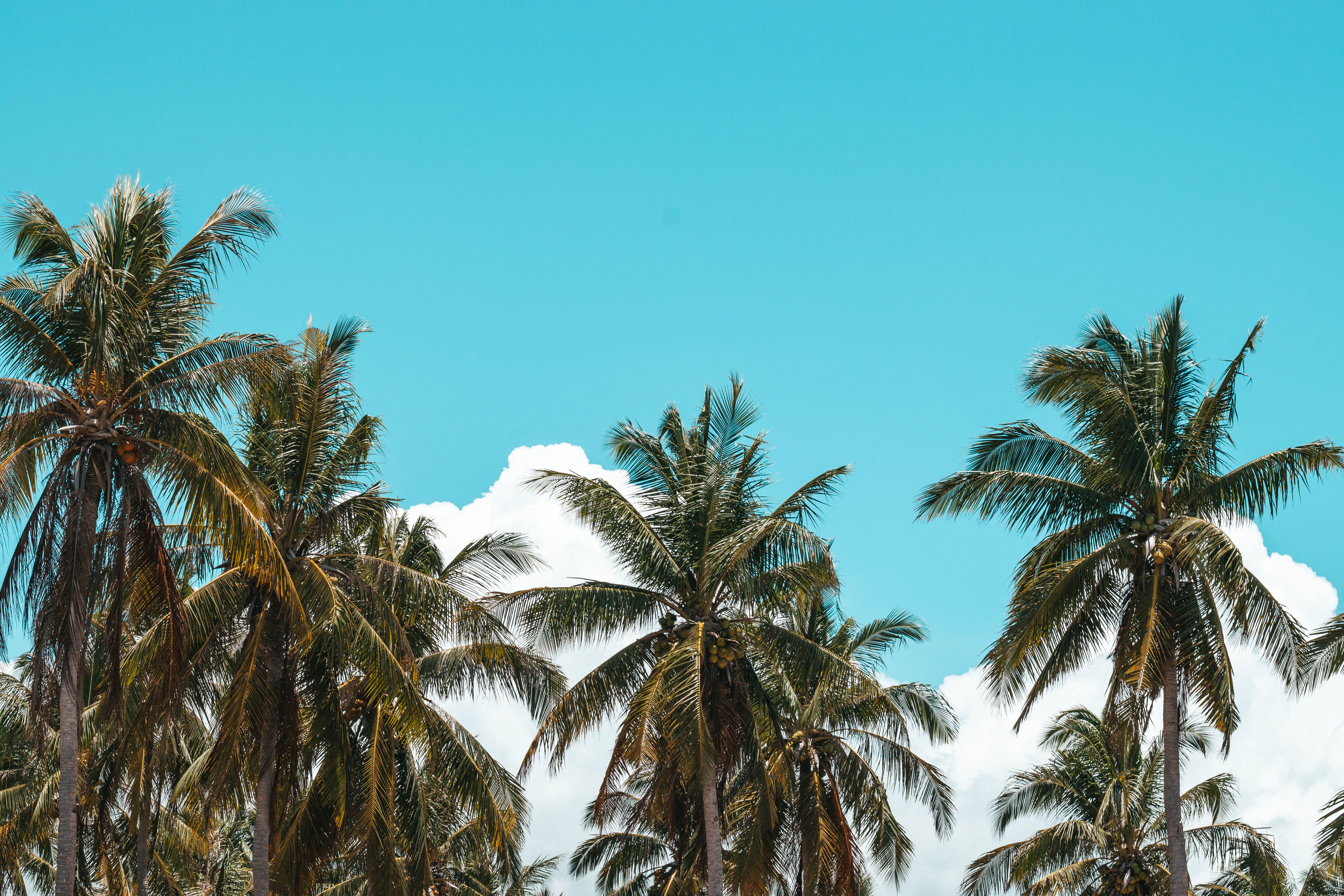 Lush palm trees under a bright blue sky, evoking a tropical island vibe.