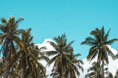Free Lush palm trees under a bright blue sky, evoking a tropical island vibe. Stock Photo