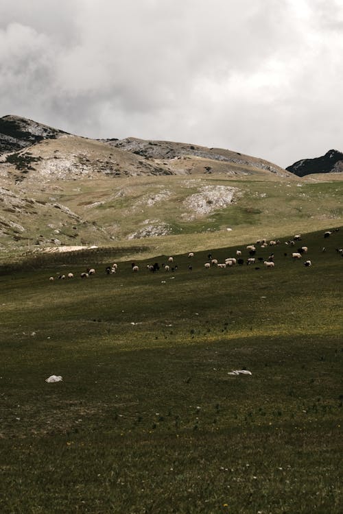 A herd of sheep grazing in a grassy field