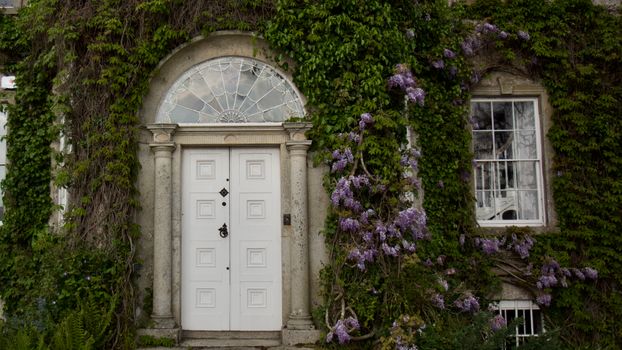 Ivy-covered mansion entrance with elegant white doors surrounded by purple flowers and arch window.