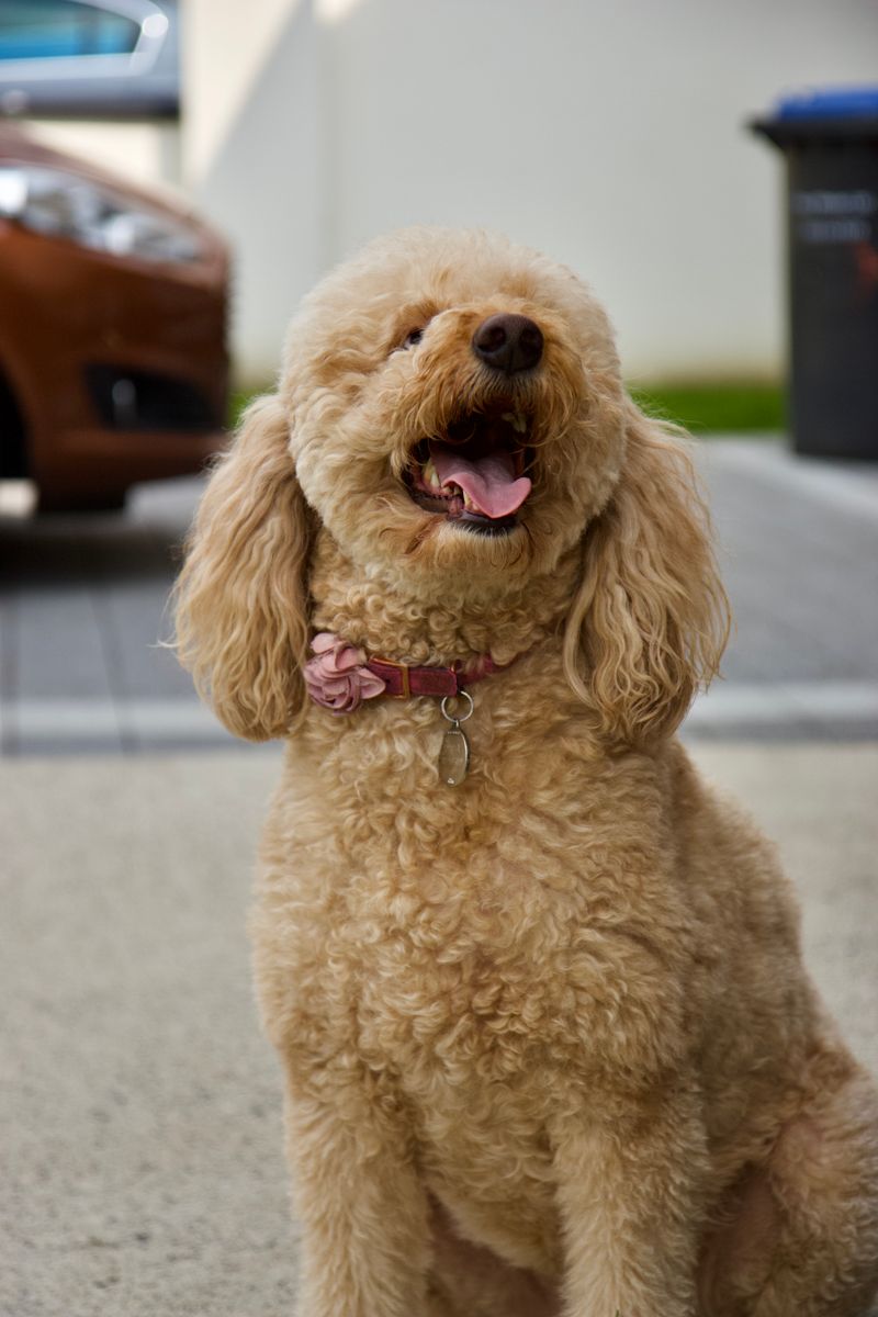 Remy - photo 1