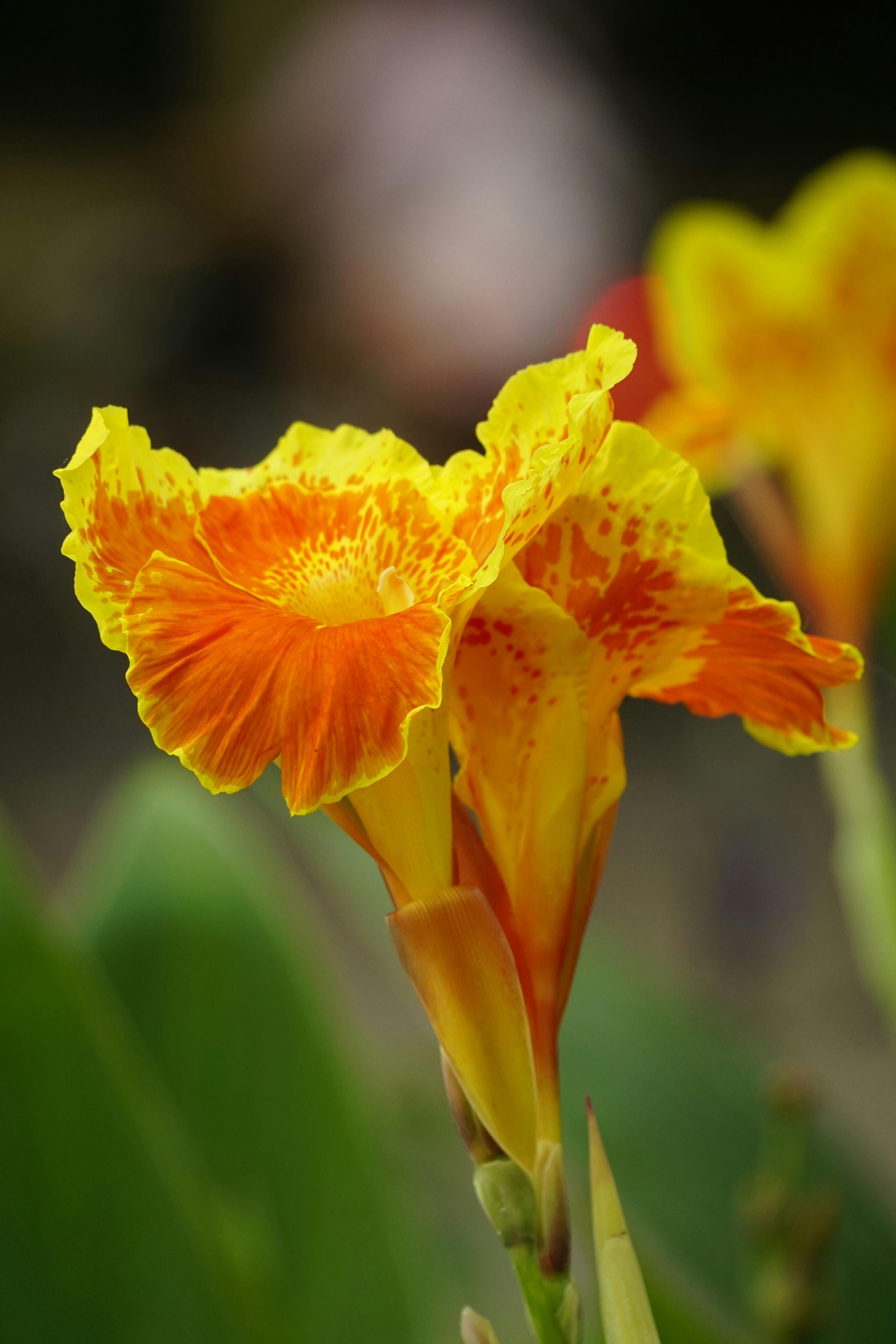 yellow canna yellow king humbert flower