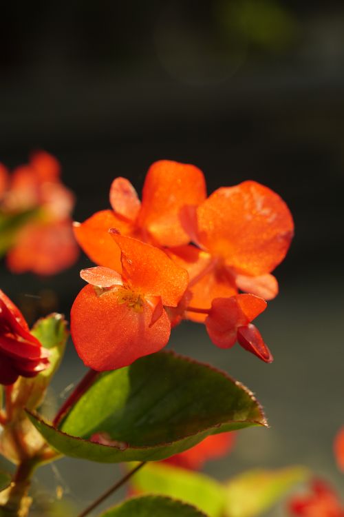 Free Close-up of vibrant orange flowers with green leaves in sunlight, showcasing natural beauty. Stock Photo