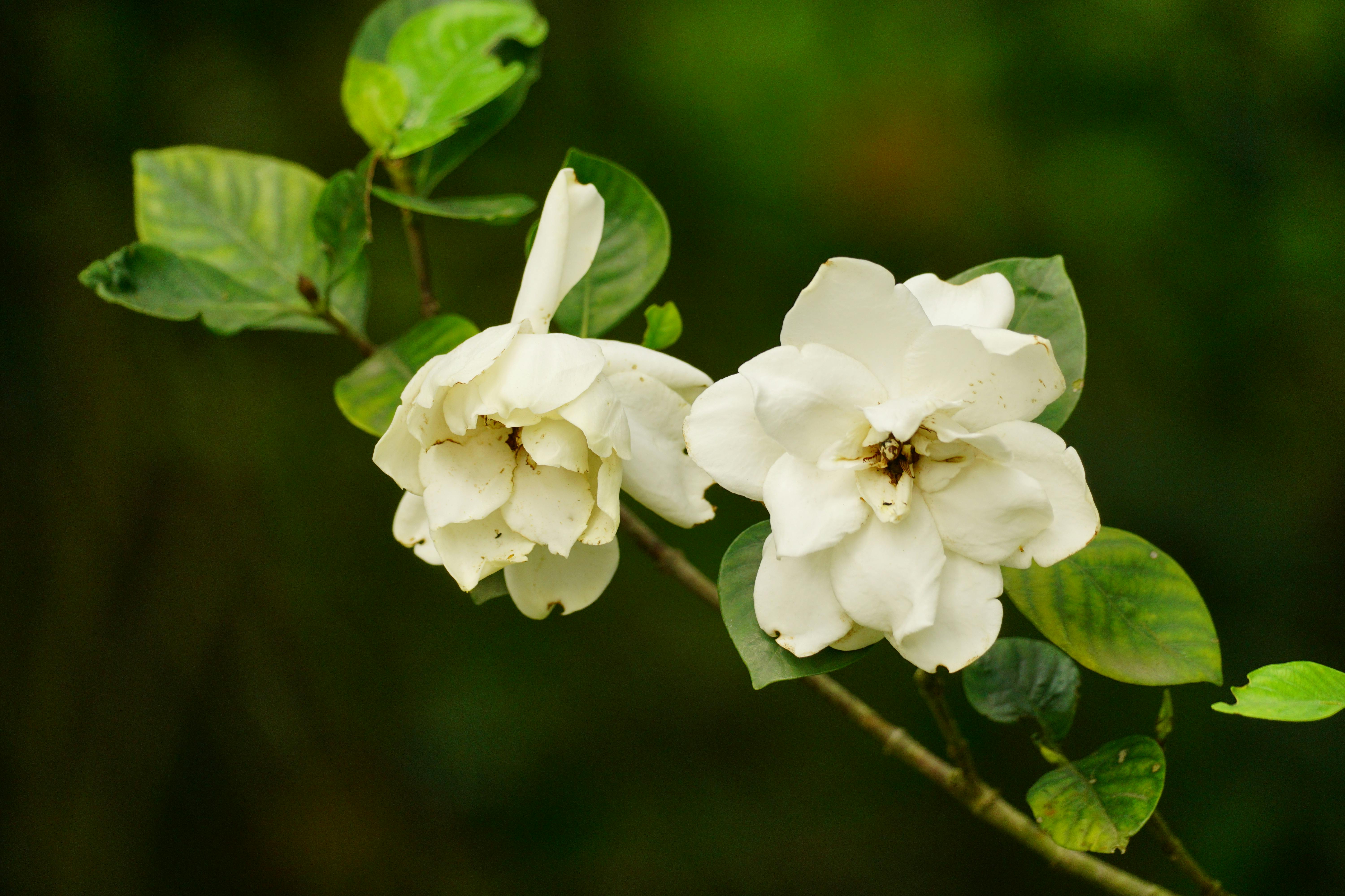 Gardenia jasminoides