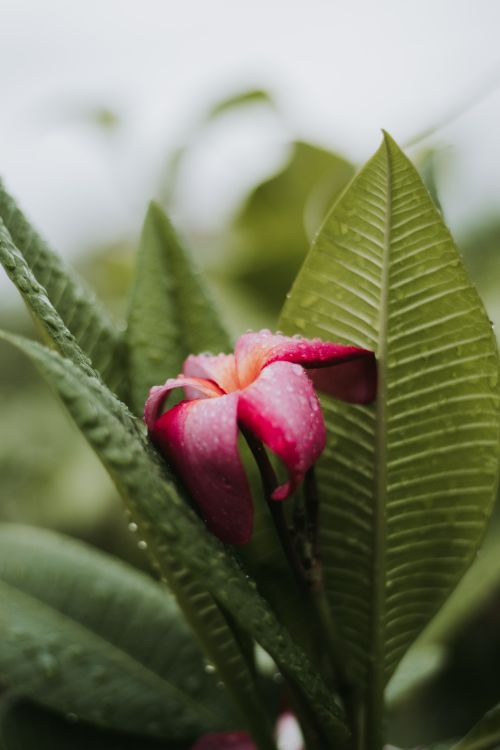 Free Vibrant pink frangipani flower with lush green leaves, captured in a Thai garden setting, with dewdrops enhancing its beauty. Stock Photo