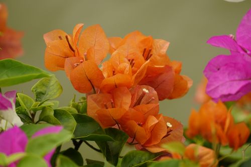 Free Close-up of bright orange bougainvillea flowers with lush green leaves. Stock Photo