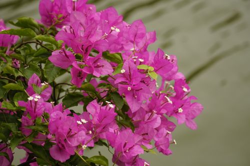 Free Vibrant pink bougainvillea blooms captured in close-up against a soft background. Stock Photo
