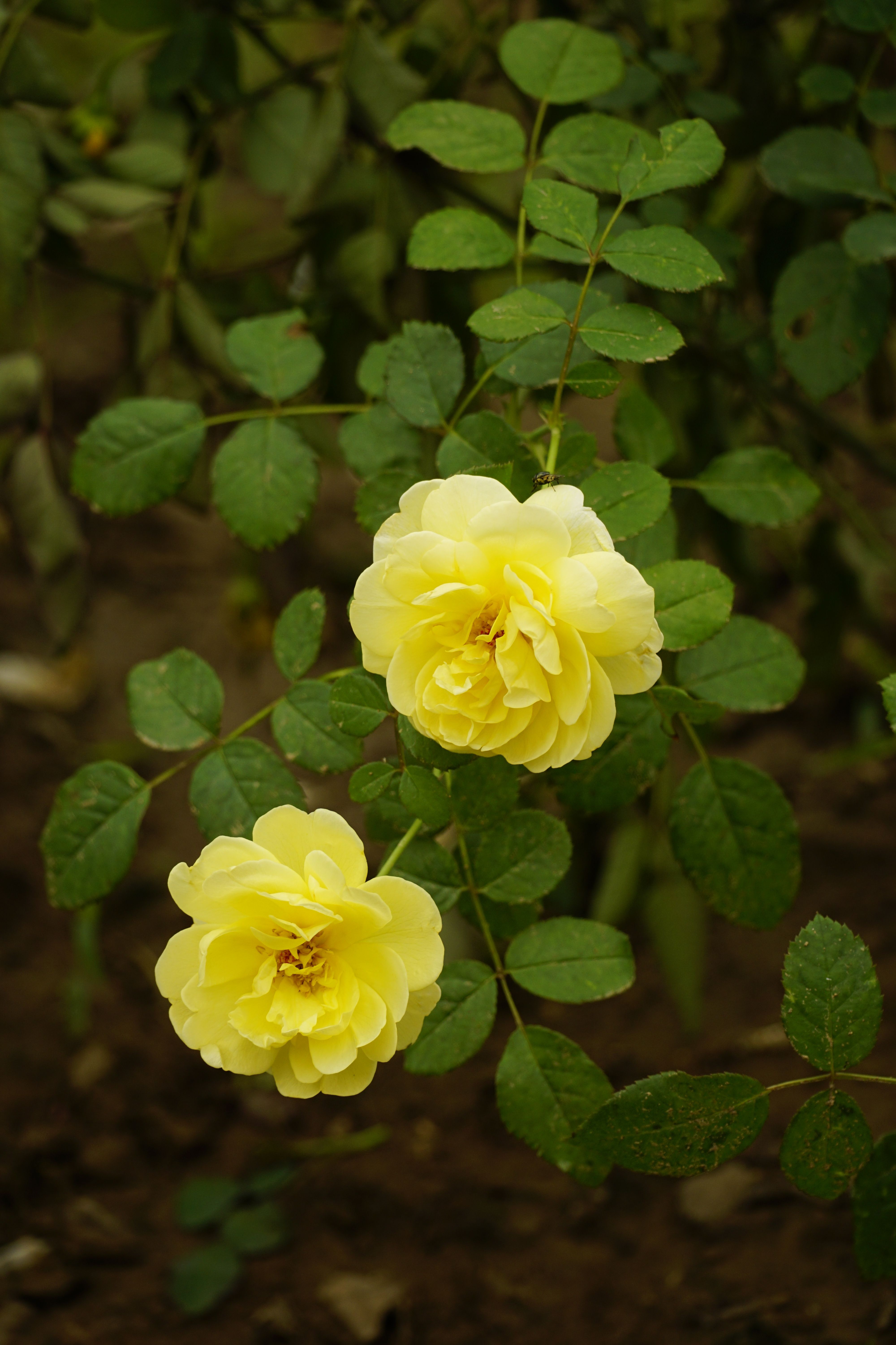 Close-up of Yellow Roses on a Bush · Free Stock Photo