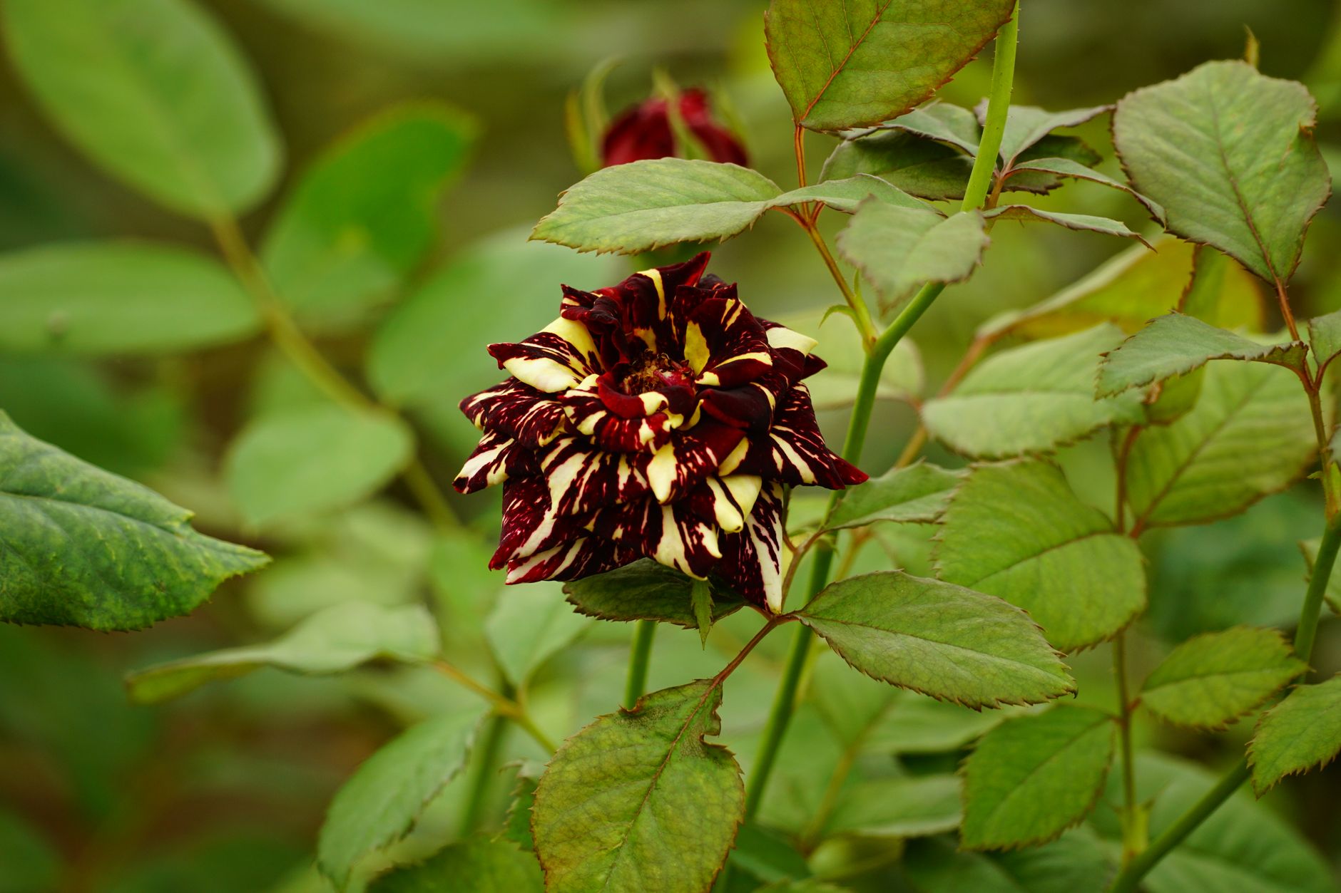 What's The Rarest Rose What is the rarest color rose? - The Institute for Environmental ...