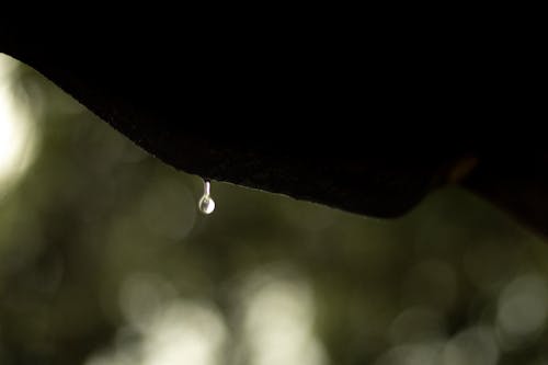 Бесплатное стоковое фото с дождь, капли дождя, после дождя