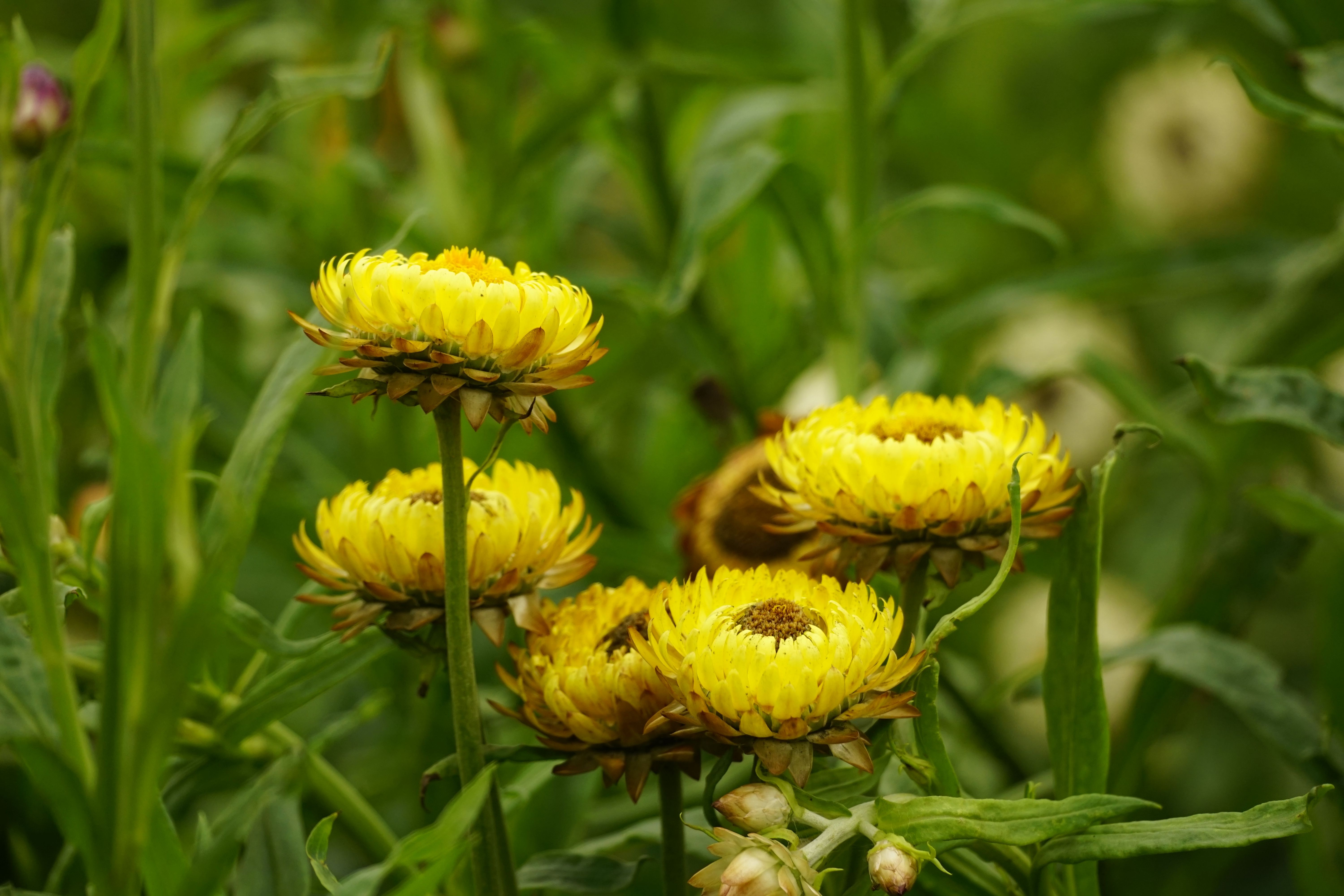 Life everlasting flower Natural Herb