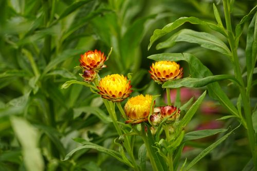 Free Close-up of blooming yellow strawflowers amidst lush green foliage, capturing nature's vibrant beauty. Stock Photo