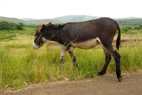 Free stock photo of donkey, farm animals, pets
