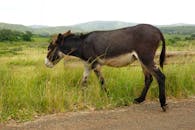 A donkey walking down a road in the country