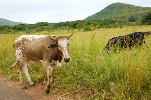 Бесплатное стоковое фото с деревня, дорога, корова