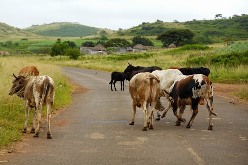 Бесплатное стоковое фото с деревня, дорога, коровы