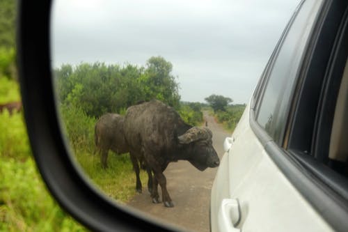 Бесплатное стоковое фото с Африка, африканский буйвол, большая пятерка