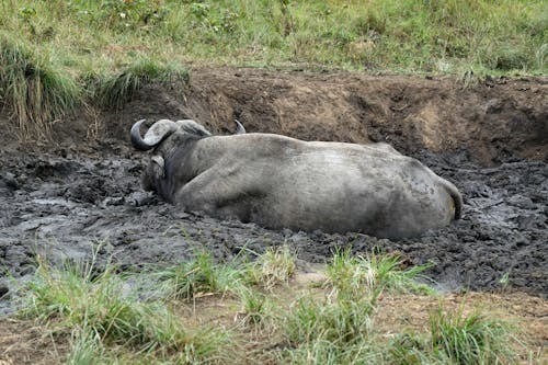 Imagine de stoc gratuită din Africa, african bivol, animale sălbatice