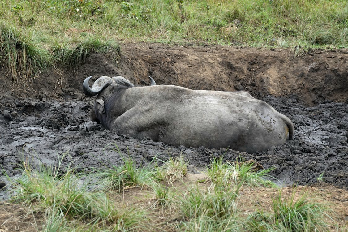 Fotobanka s bezplatnými fotkami na tému africký byvol, Afrika, divé zvieratá