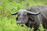 A buffalo with large horns standing in the grass