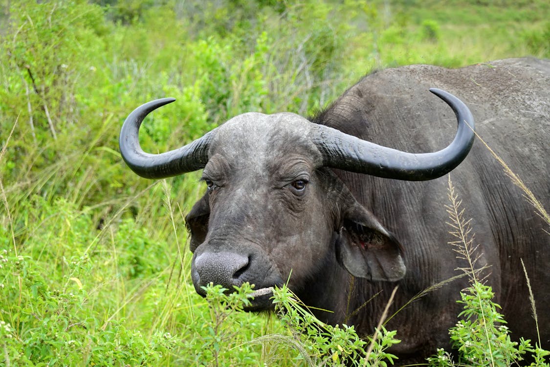 A buffalo with large horns standing in the grass