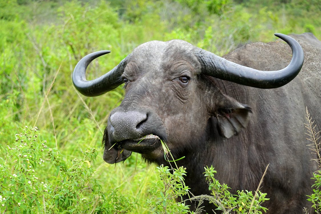 Бесплатное стоковое фото с Африка, африканский буйвол, Бизон