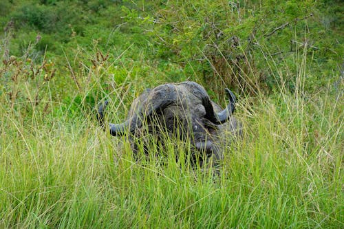Free stock photo of africa, african buffalo, big five