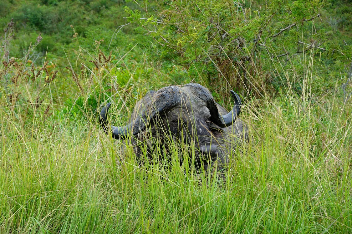 Free stock photo of africa, african buffalo, big five