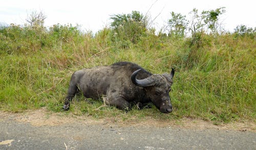 Бесплатное стоковое фото с Африка, африканский буйвол, большая пятерка