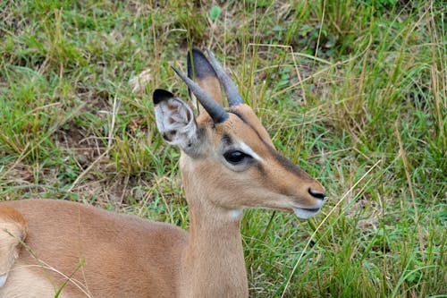 Free stock photo of africa, buck, game drive