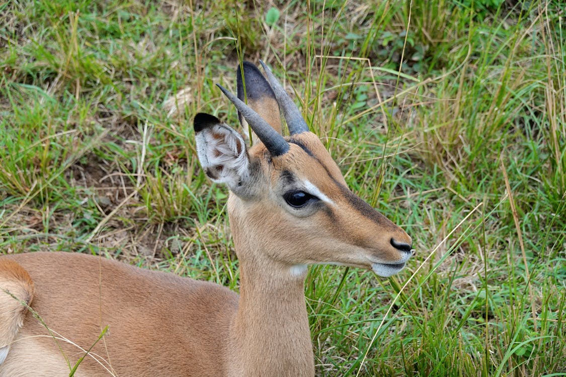 Fotobanka s bezplatnými fotkami na tému Afrika, antilopa, barbarský