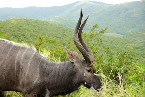 Imagine de stoc gratuită din Africa, animale sălbatice, antilopă impala