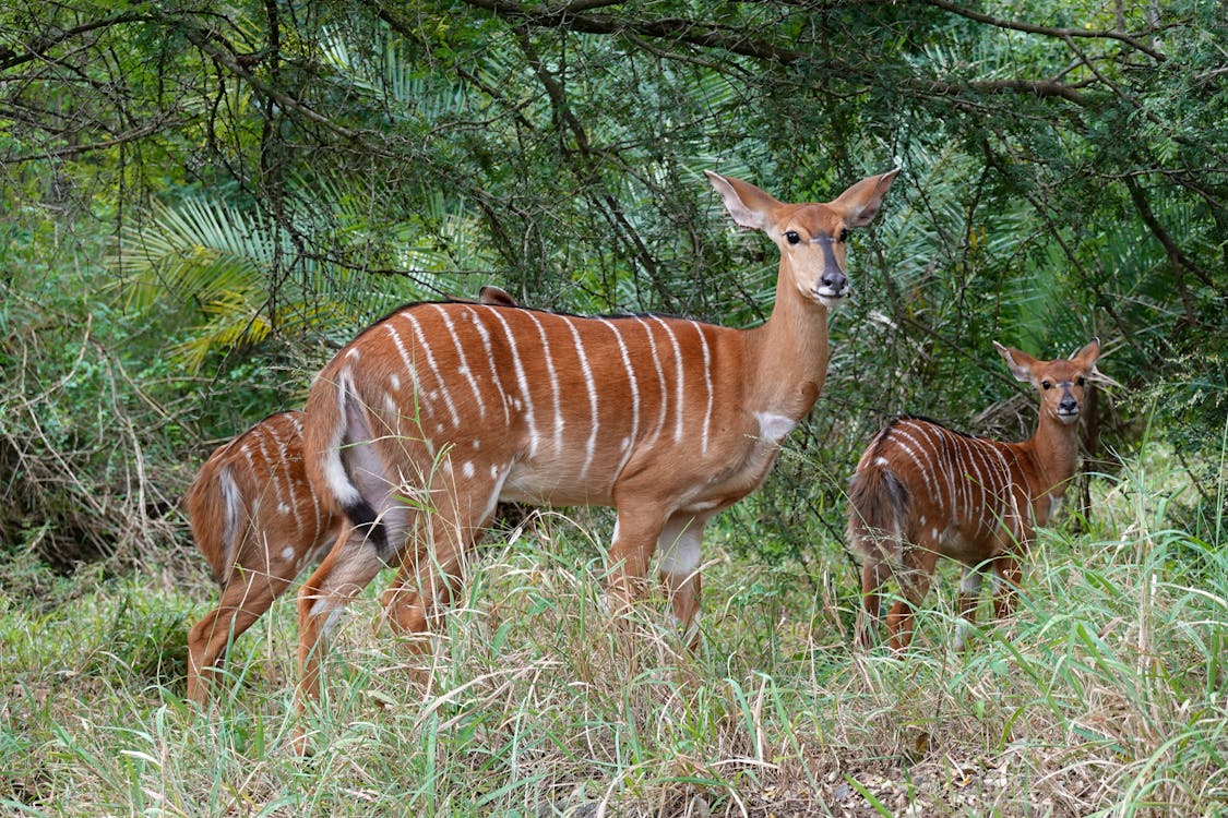 Imagine de stoc gratuită din Africa, animale sălbatice, antilopă impala