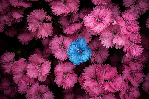 Free A striking blue flower stands out among vibrant pink carnations, showcasing nature's beauty. Stock Photo