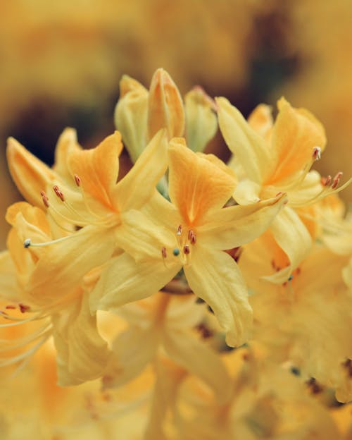 Close-up on Bright Yellow Rhododendron Flower