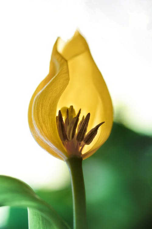 Yellow Flower in Close Up Shot