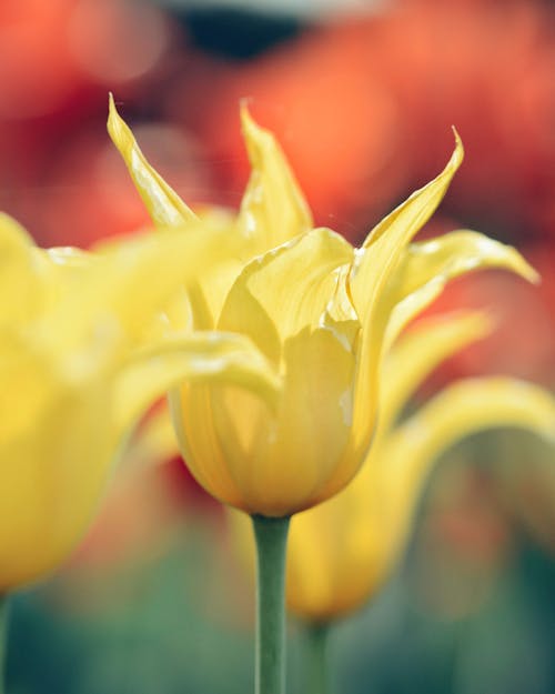 Art Painting of a Yellow Tulip Flower