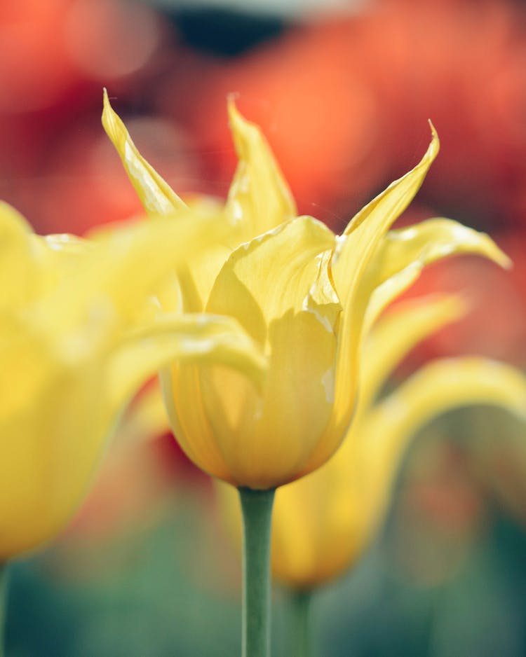 Art Painting Of A Yellow Tulip Flower