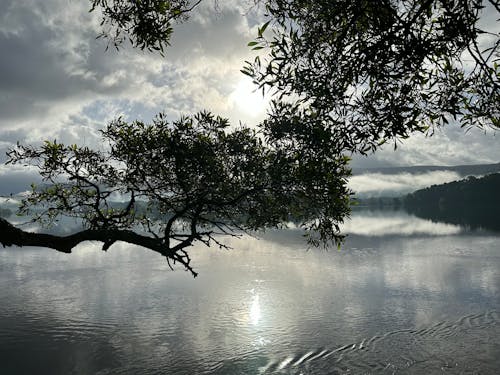 Sun shines through laurel tree branches during misty morning on the river Minho, Eiras, O Rosal, Galicia, Spain, April 2023