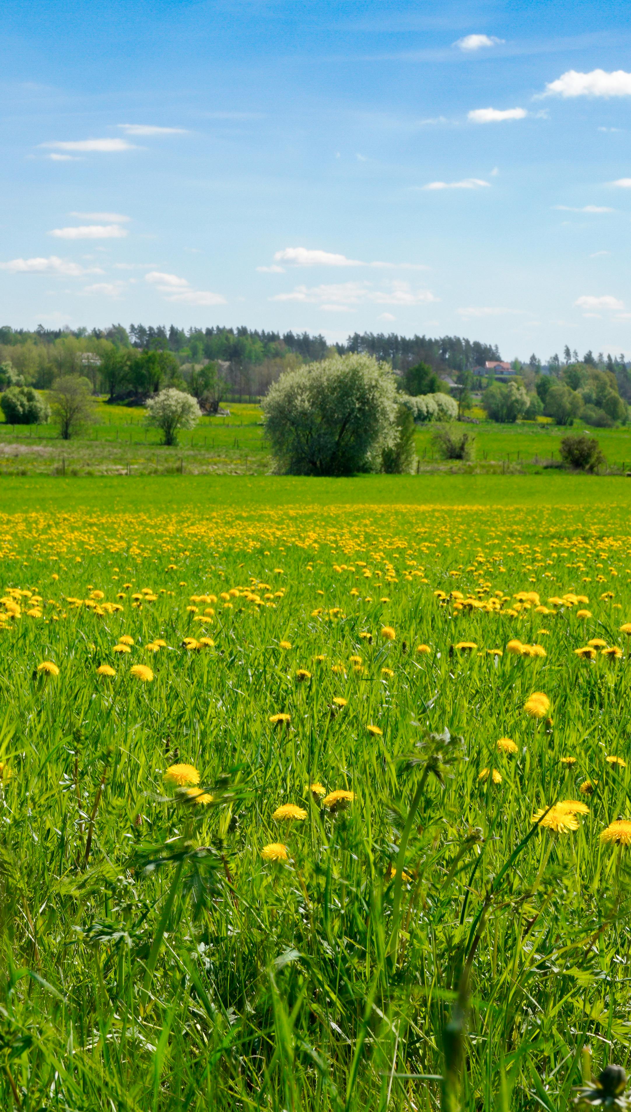 pexels-photo-24205397.jpeg?cs=