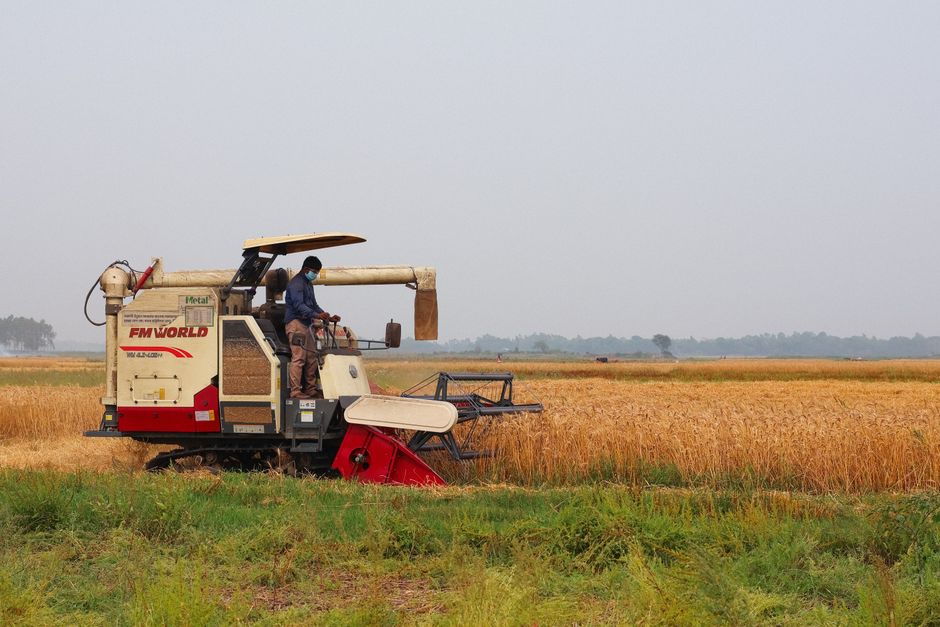 A combine harvester operates in a wheat field in Pabna, Bangladesh, highlighting agricultural practices.