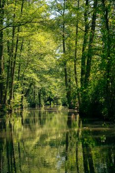 Tranquil summer river surrounded by dense forest with vivid reflections in calm water.