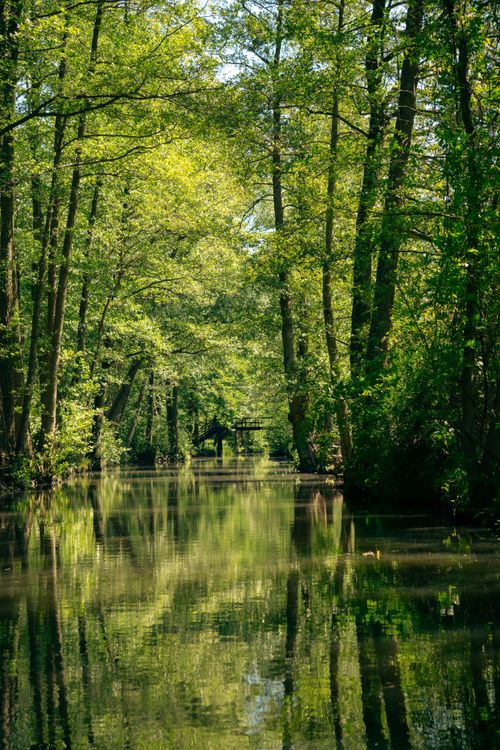 A river with trees and water in the middle · Free Stock Photo
