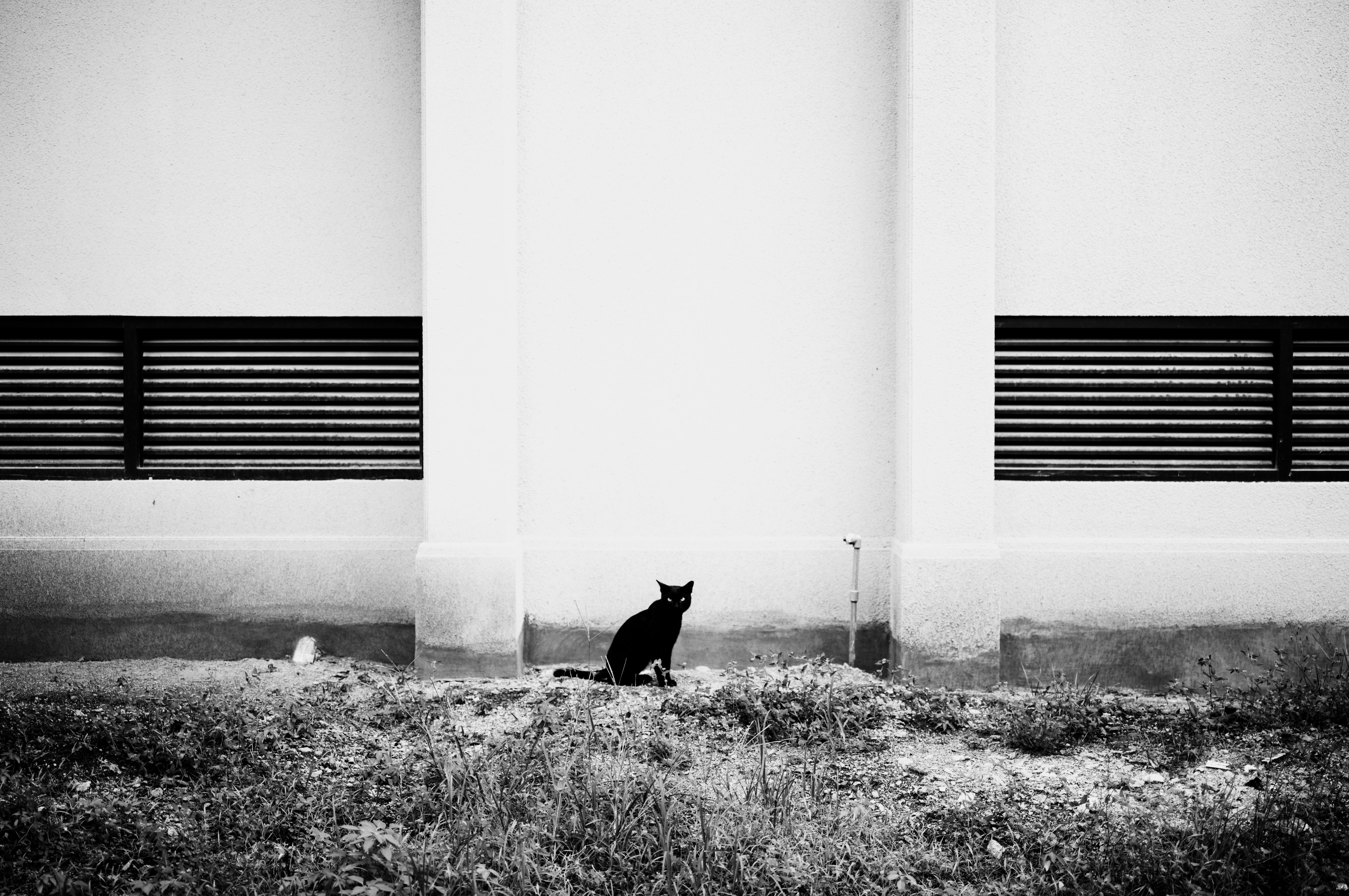 A solitary black cat sitting by a modern wall, creating a striking contrast in monochrome.