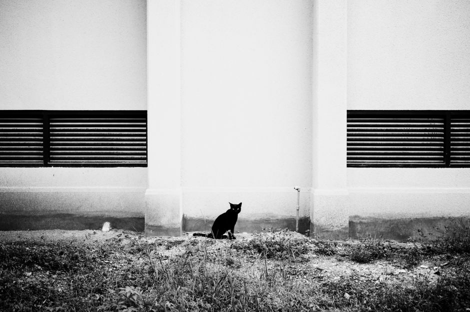 A solitary black cat sitting by a modern wall, creating a striking contrast in monochrome.