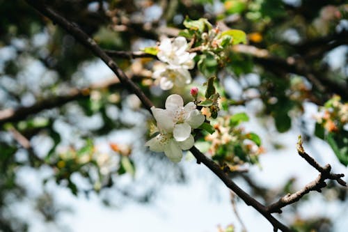 Apple blossoms in bloom